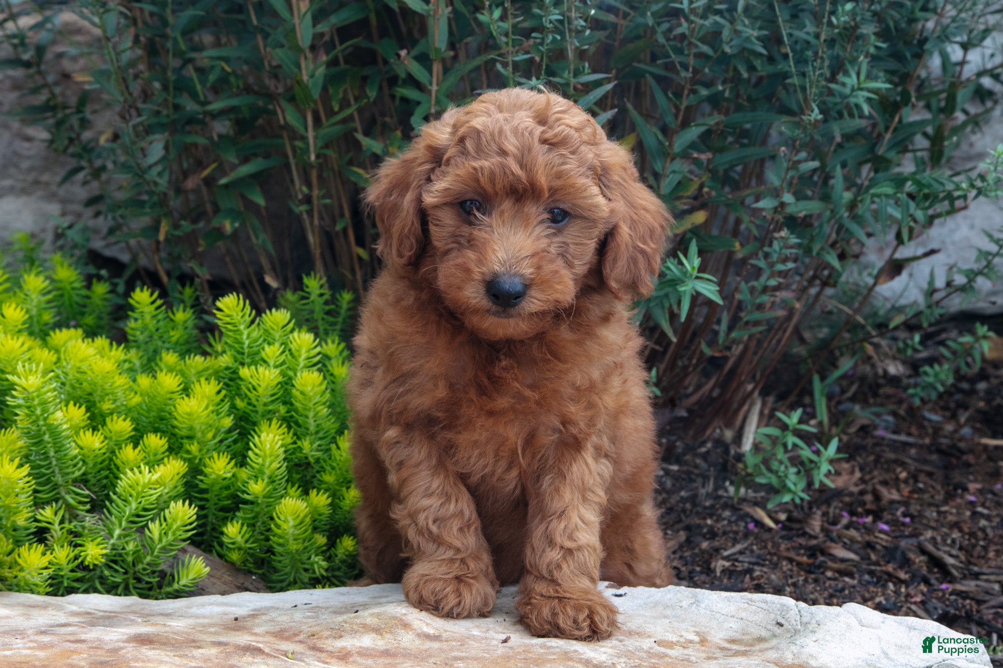 Mini Goldendoodle dogs Trent - Ad 1
