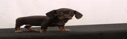 Dachshund dogs for sale: Nancy - Ad 7