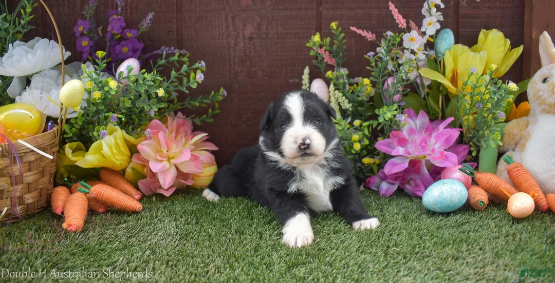 Australian Shepherd dogs for sale: Happy 2 brown eyes - Ad 2