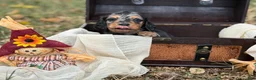 Miniature Dachshund dogs for sale: SILKY DAPPLE  - Ad 5