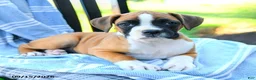 Boxer dogs for sale: Olivia - Ad 3