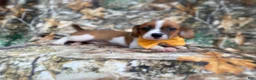 Mixed Breed dogs for sale: Denver - Ad 5