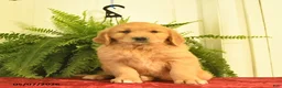 Golden Retriever dogs for sale: Waldo  - Ad 2