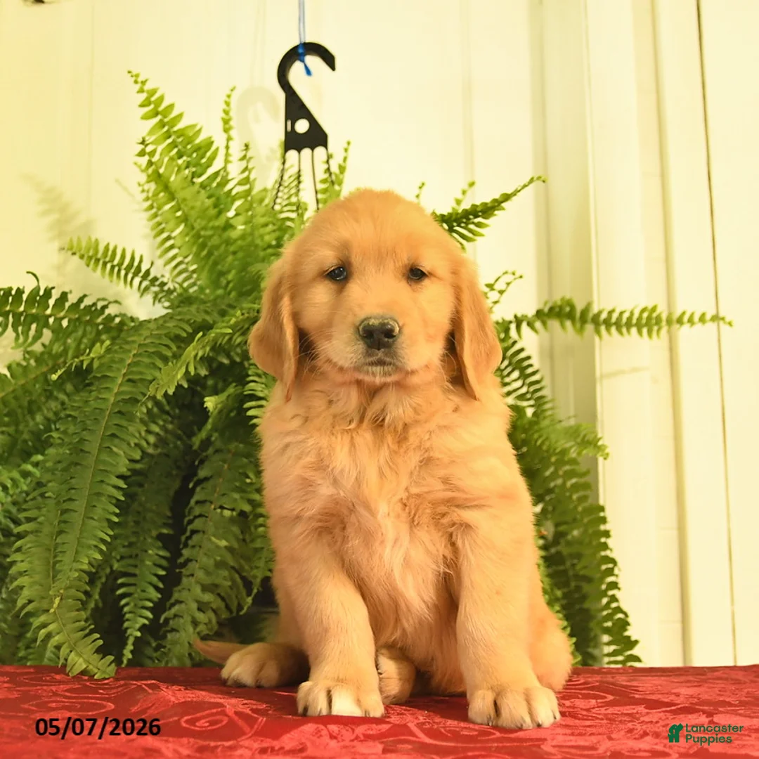 Golden Retriever dogs for sale: Waldo  - Ad 2