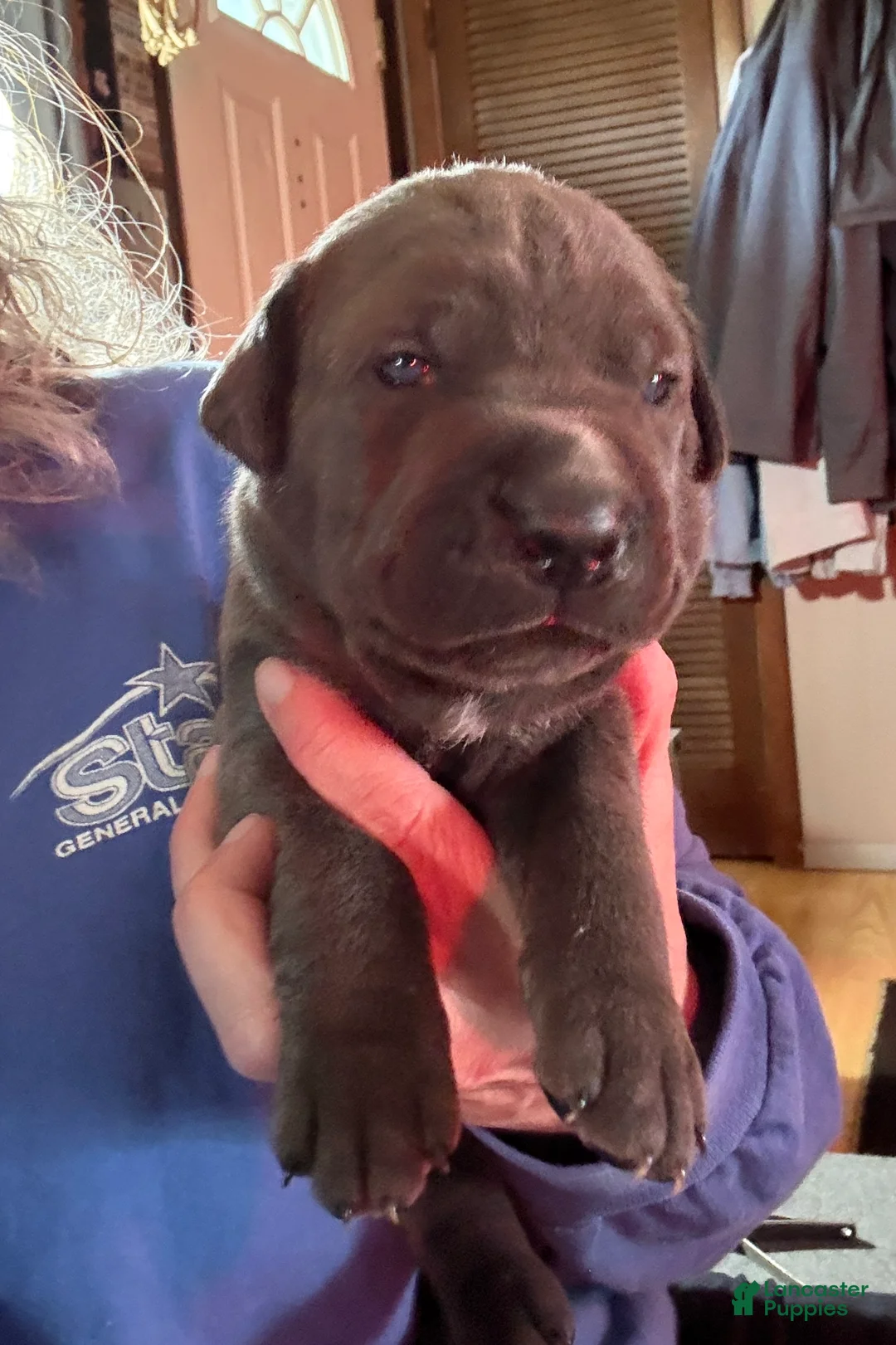 Cane Corso dogs for sale: Green - Ad 2