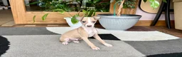 Italian Greyhound dogs for sale: Jaden  - Ad 4