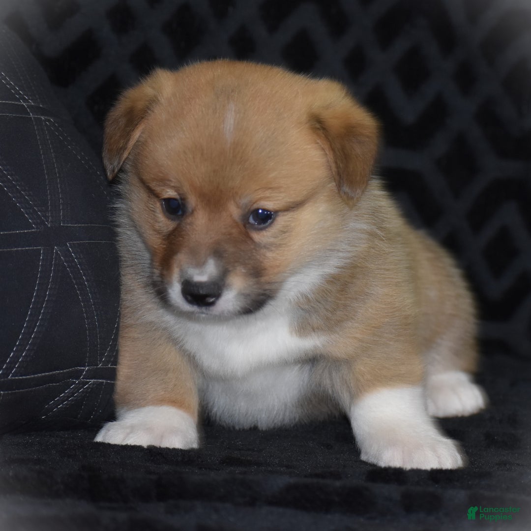 Welsh Corgi Pembroke dogs for sale: Moonbeam - Ad 16