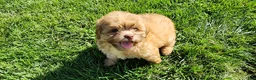 Shihpoo dogs for sale: Logan - Ad 5