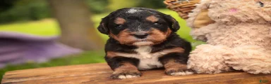 Apple F1 Mini Bernedoodle 