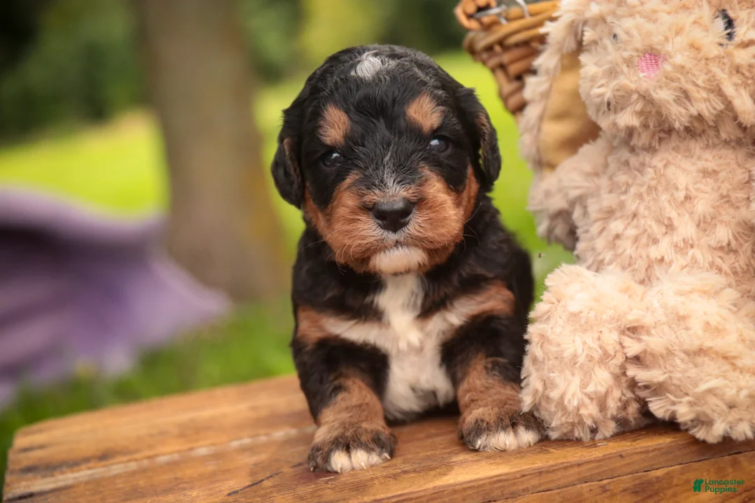 Mini Bernedoodle dogs for sale: Apple F1 Mini Bernedoodle  - Ad 1