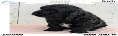 Zion