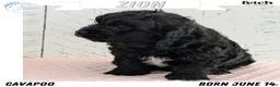 Cavapoo dogs for sale: Zion - Ad 1