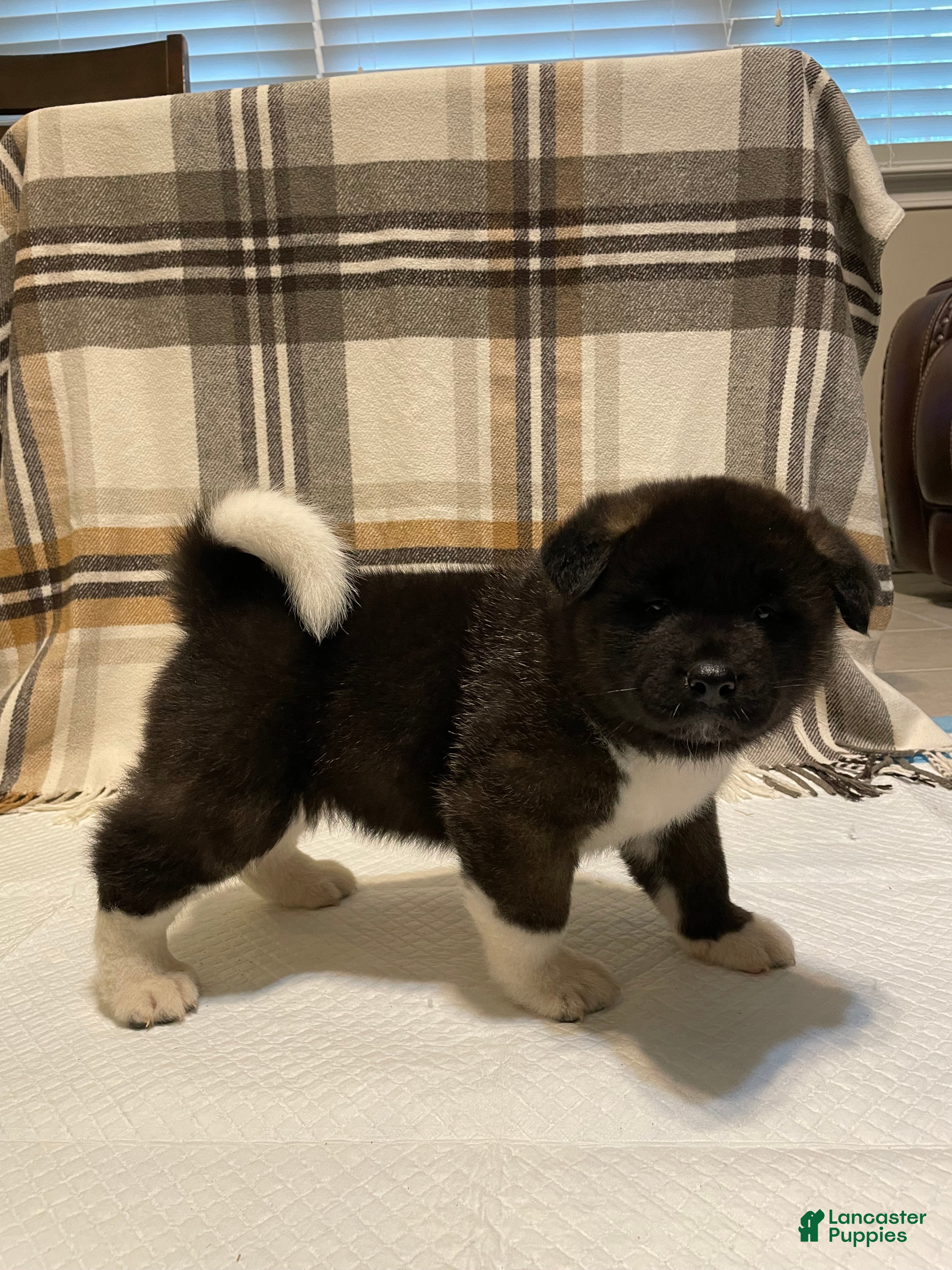 Akita dogs Bear - Ad 2
