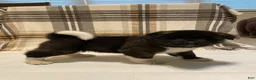 Akita dogs for sale: Bear - Ad 2