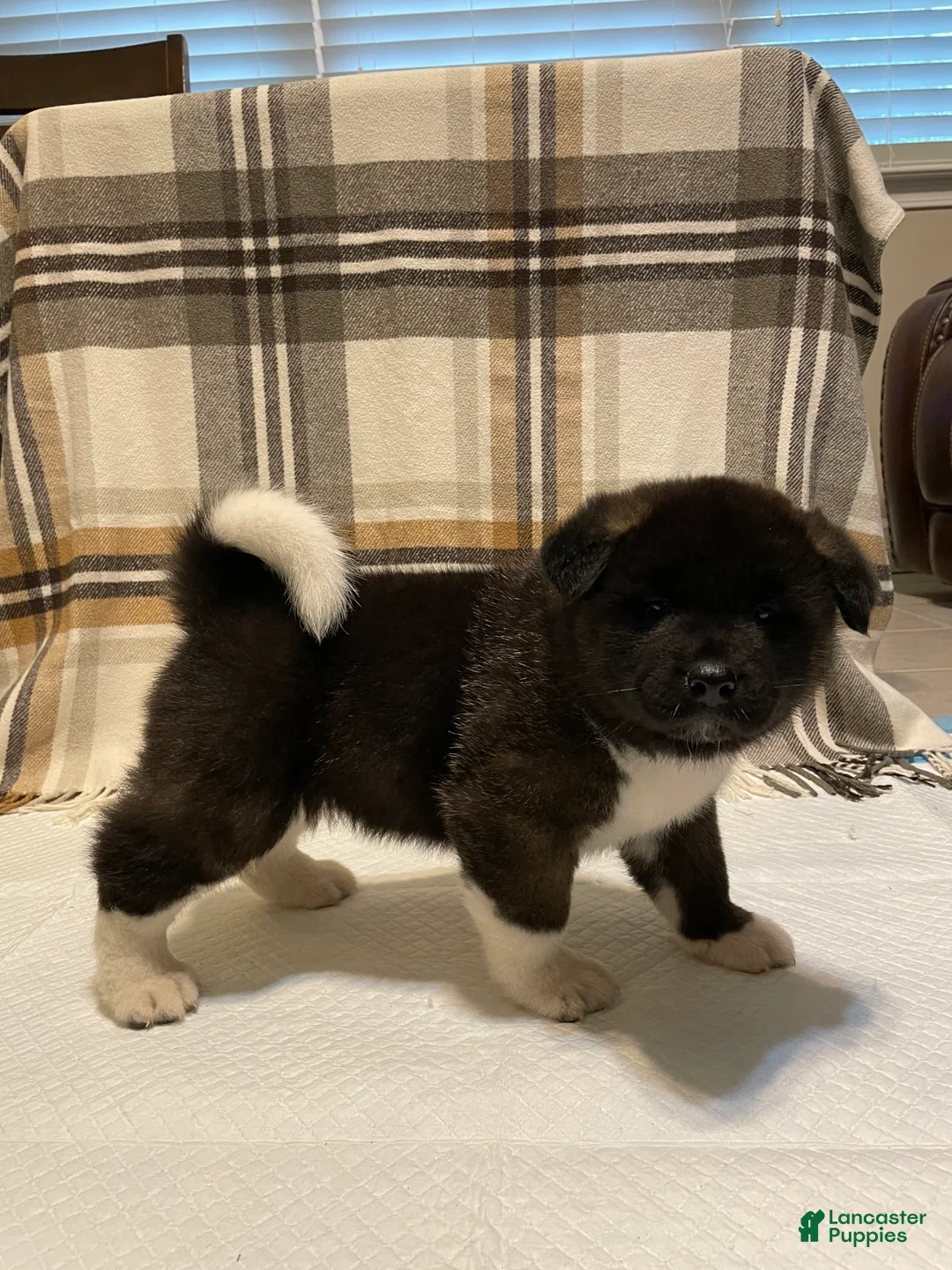 Akita dogs for sale: Bear - Ad 2