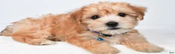 Morkie dogs for sale: Walker - Ad 9