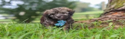 Havanese dogs for sale: Winston - Ad 7
