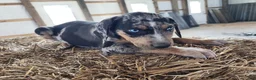 Catahoula Leopard Dog dogs for sale: Duchess 2026 Male 5 - Ad 11