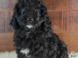 Bernedoodle dogs for sale: Espresso - Ad 4