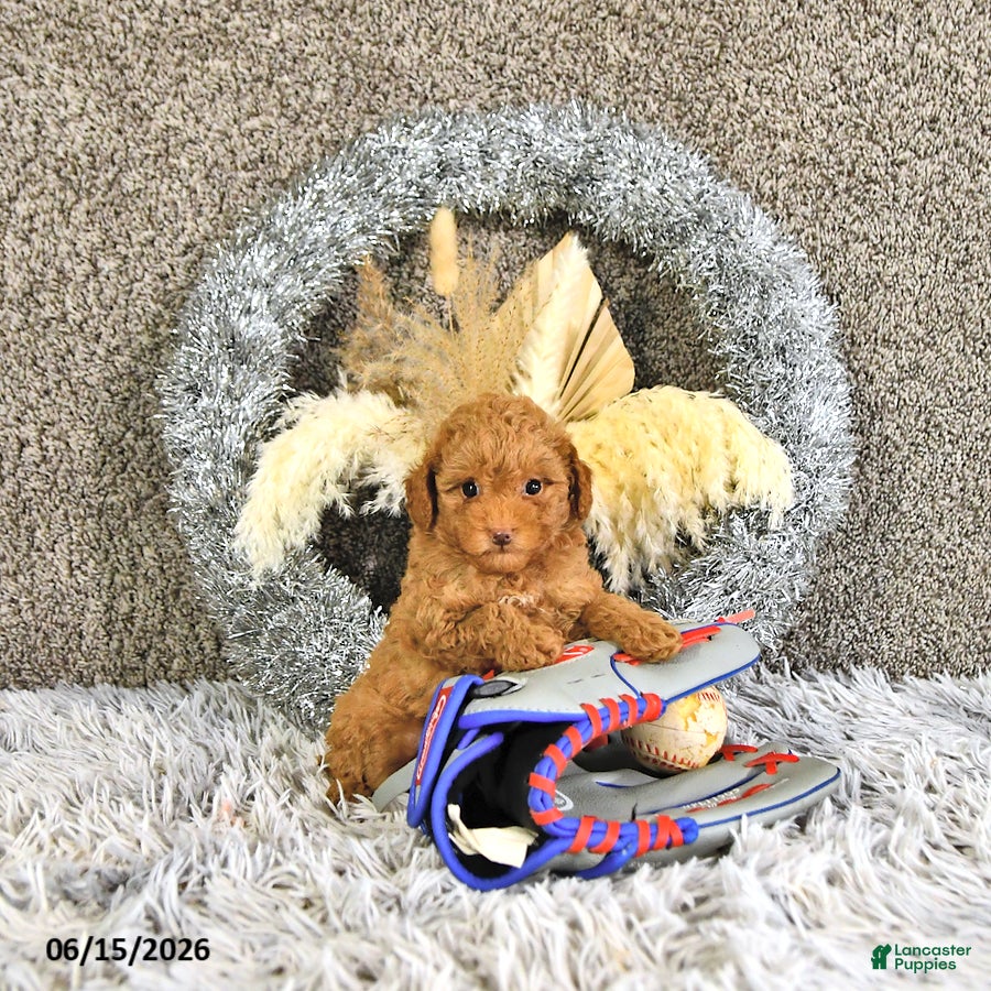 Toy Poodle dogs Mason - Ad 2