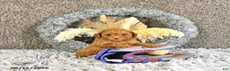 Toy Poodle dogs for sale: Mason Extra Small - Ad 7