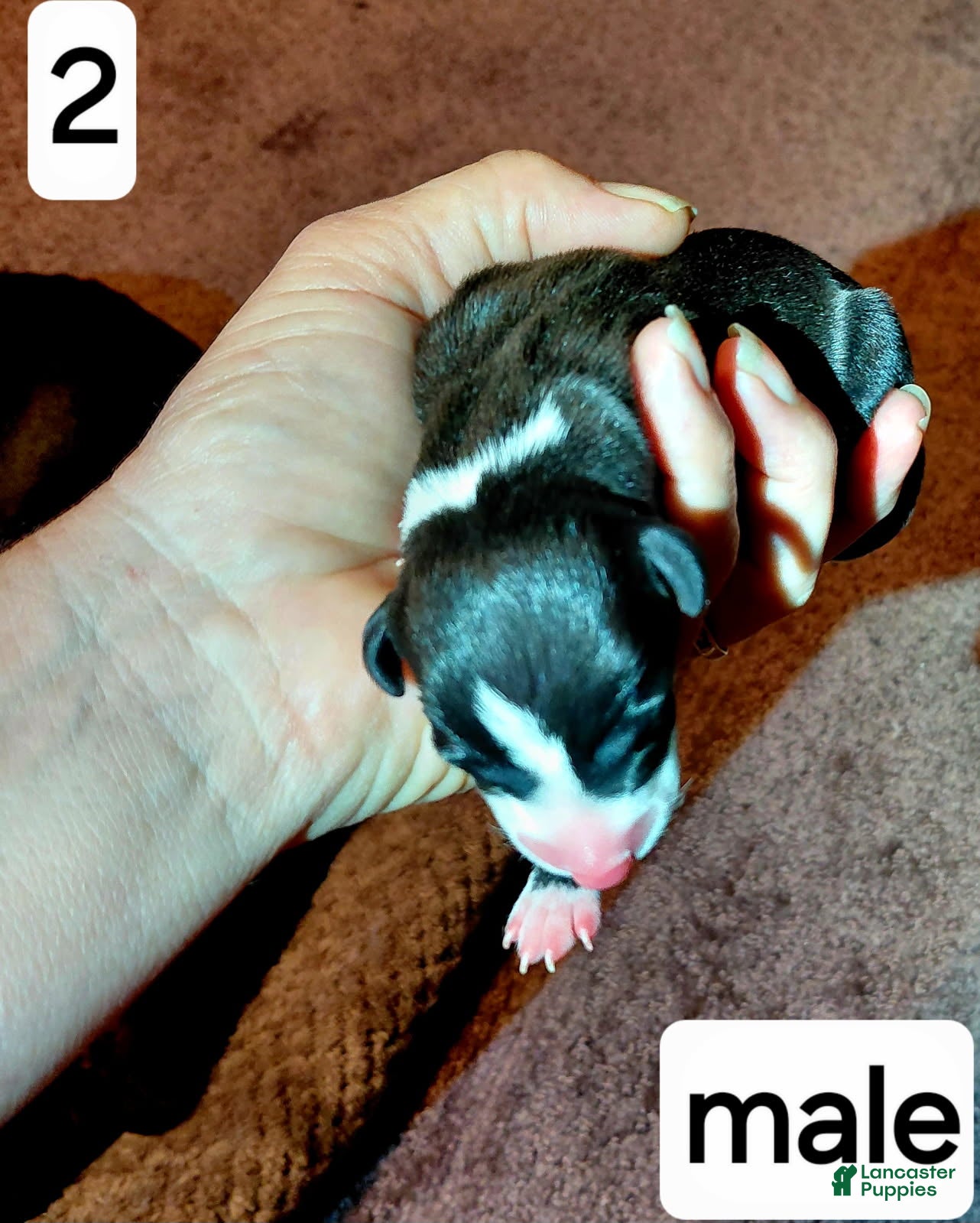 Italian Greyhound dogs Boy 2 - Ad 27