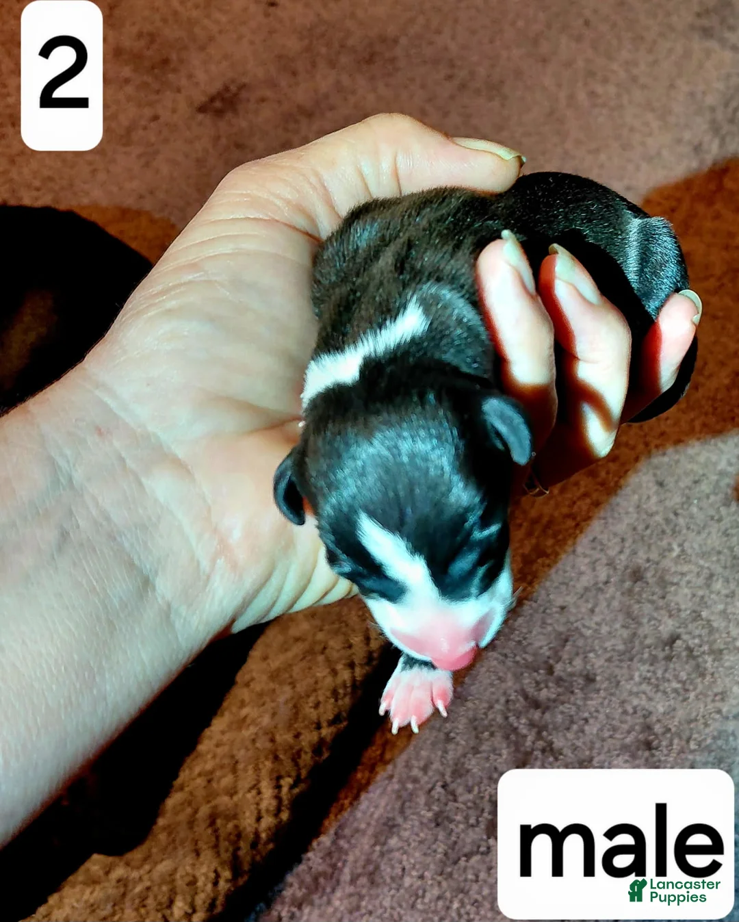 Italian Greyhound dogs for sale: Boy 2 - Ad 1