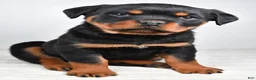 Rottweiler dogs for sale: Polly - Ad 6