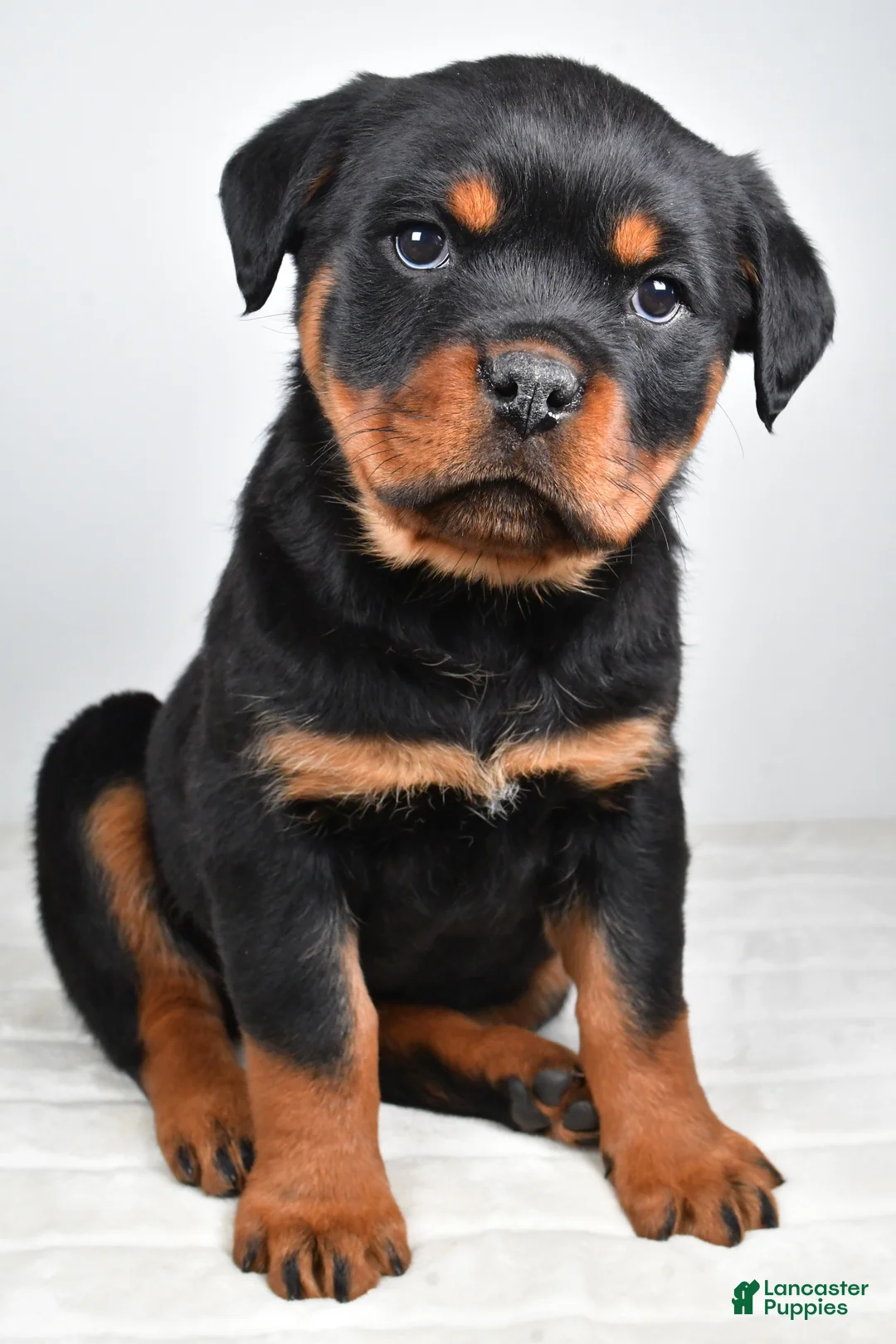 Rottweiler dogs for sale: Polly - Ad 6