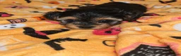 Yorkiepoo dogs for sale: Mary ann - Ad 2