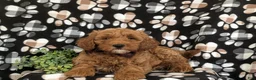 Mini Goldendoodle dogs for sale: Isaias Hypoallergenic - Ad 6