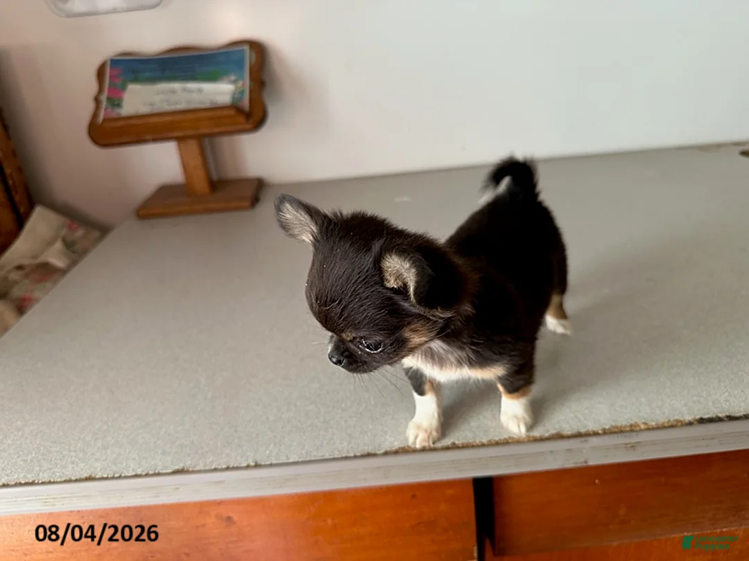 Chihuahua dogs for sale: Diana - Ad 3