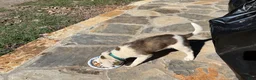 Mixed Breed dogs for sale: Mixed Breed Puppy #6 - Ad 6