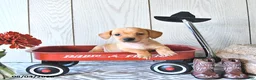 Miniature Dachshund dogs for sale: Titus - Ad 2