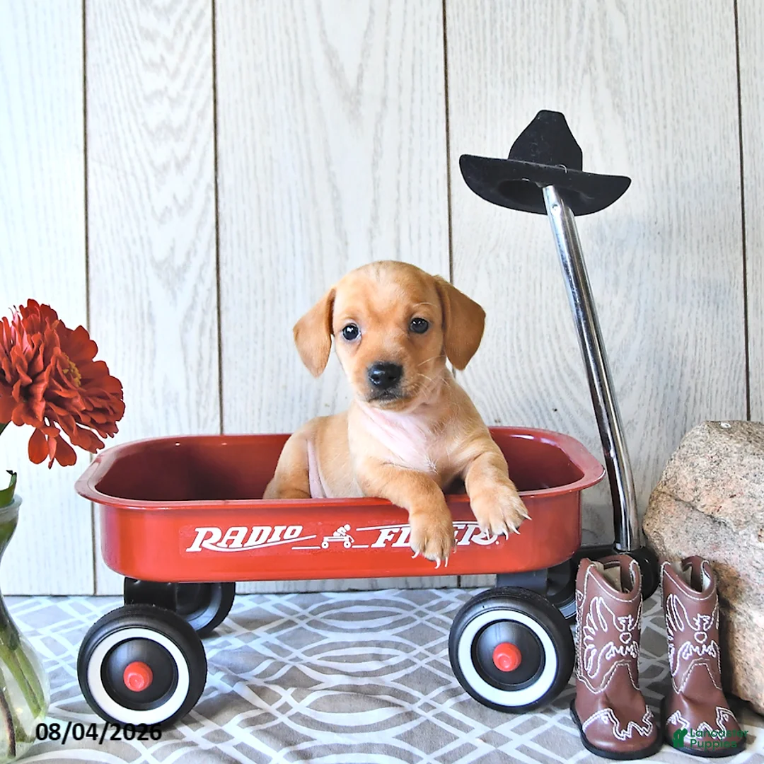 Miniature Dachshund dogs for sale: Titus - Ad 2