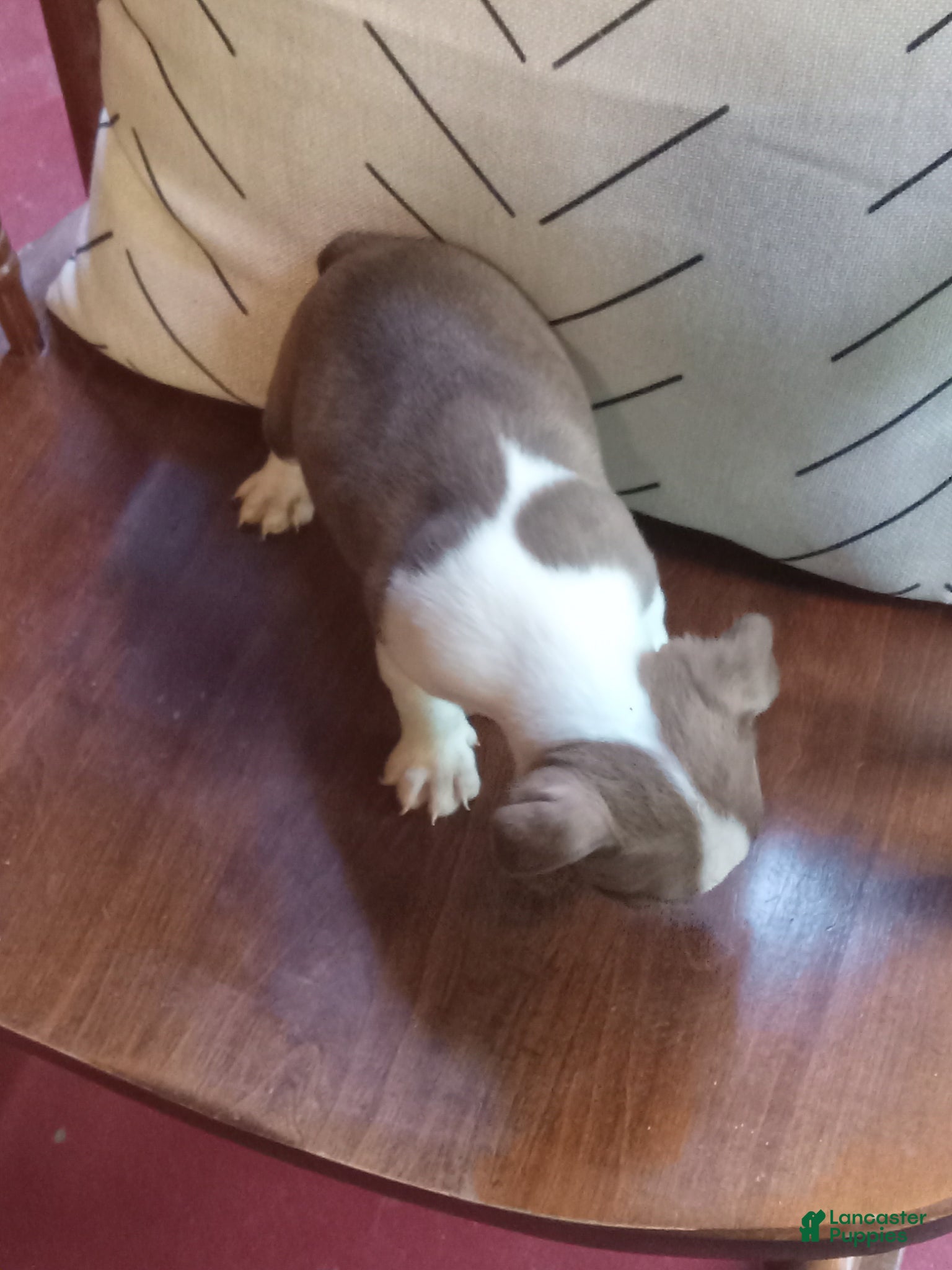 Boston Terrier dogs for sale: gb-3 - Ad 2