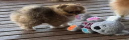 Pomeranian dogs for sale: AKC Red Teddy Pom  - Ad 3