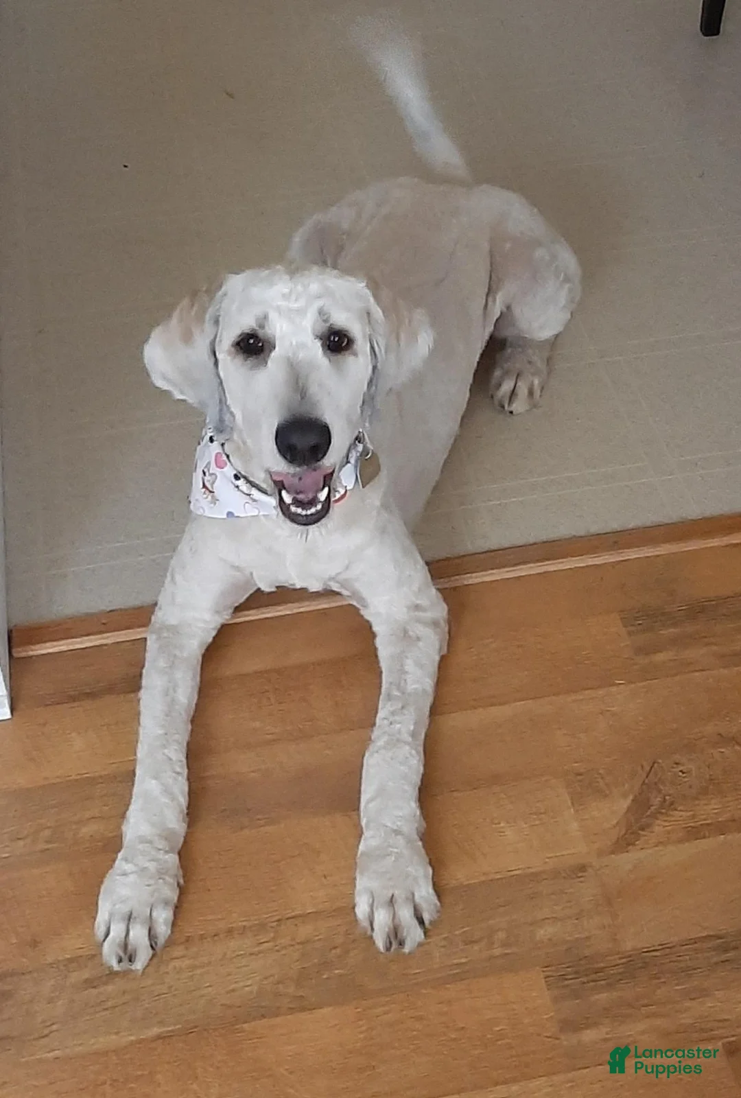 Goldendoodle dogs for sale: Goldendoodle 1 - Ad 2