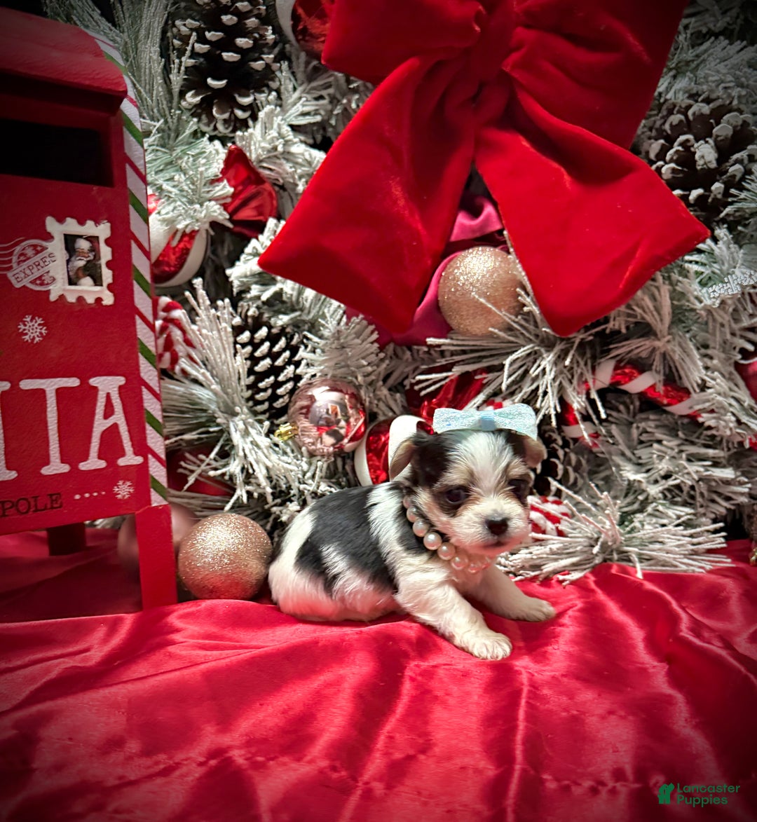 Yorkshire Terrier dogs for sale: Yakko - Ad 5