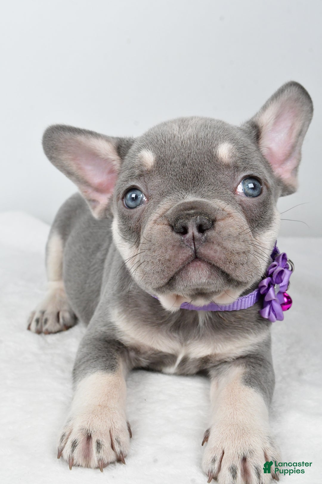 French Bulldog dogs for sale: Kayla - Ad 4