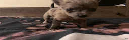 Chihuahua dogs for sale: Chihuahua 1 - Ad 3