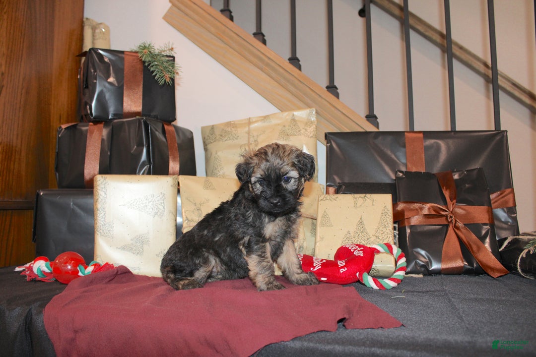 Whoodle dogs for sale: Lila - Ad 3