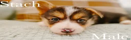 Welsh Corgi Pembroke dogs for sale: Stach - Ad 3