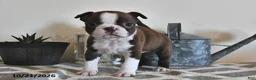 Boston Terrier dogs for sale: Bella   - Ad 4