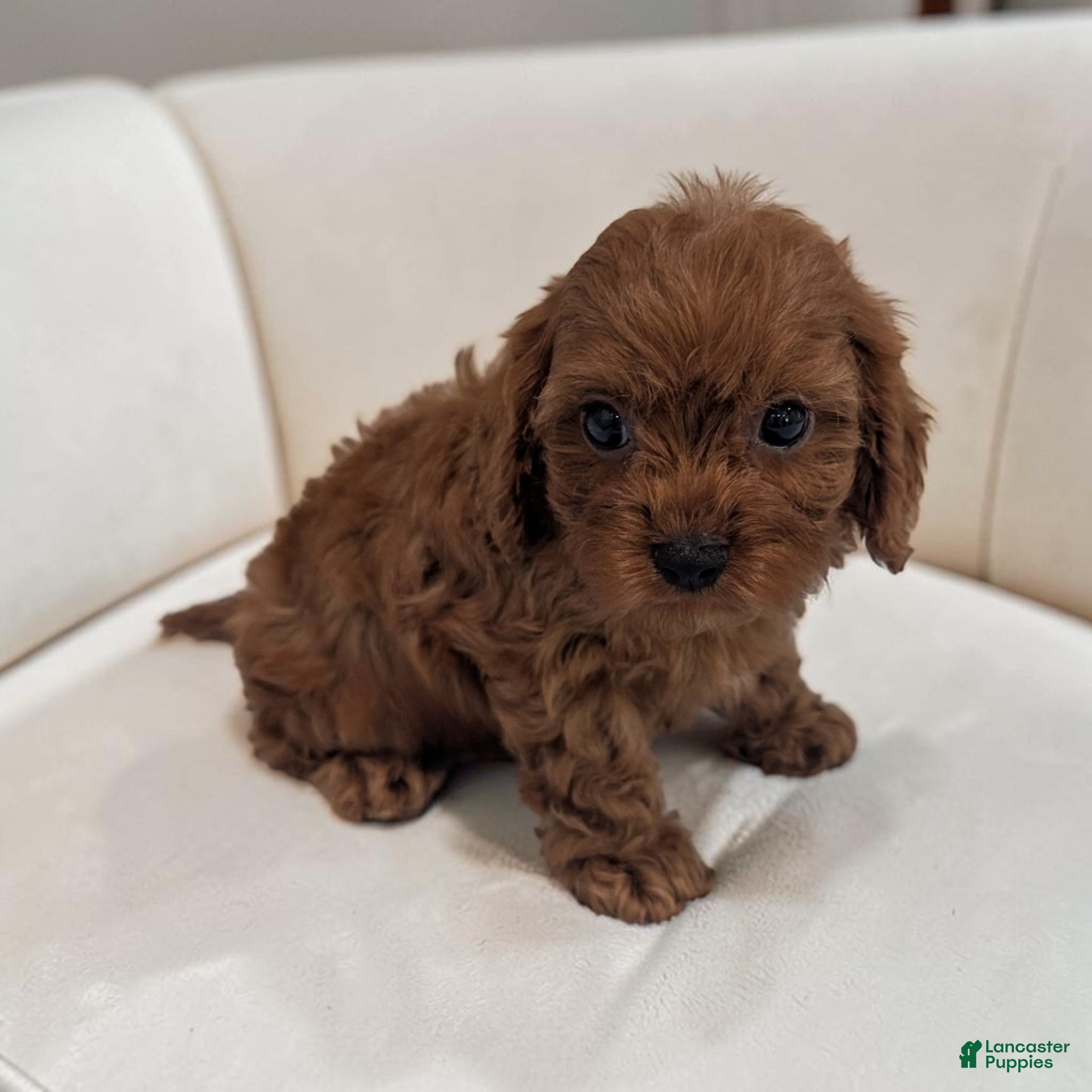 Cavapoo dogs Aero - Ad 1