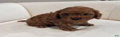 Aero