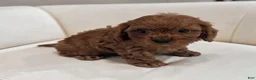 Cavapoo dogs for sale: Aero - Ad 1