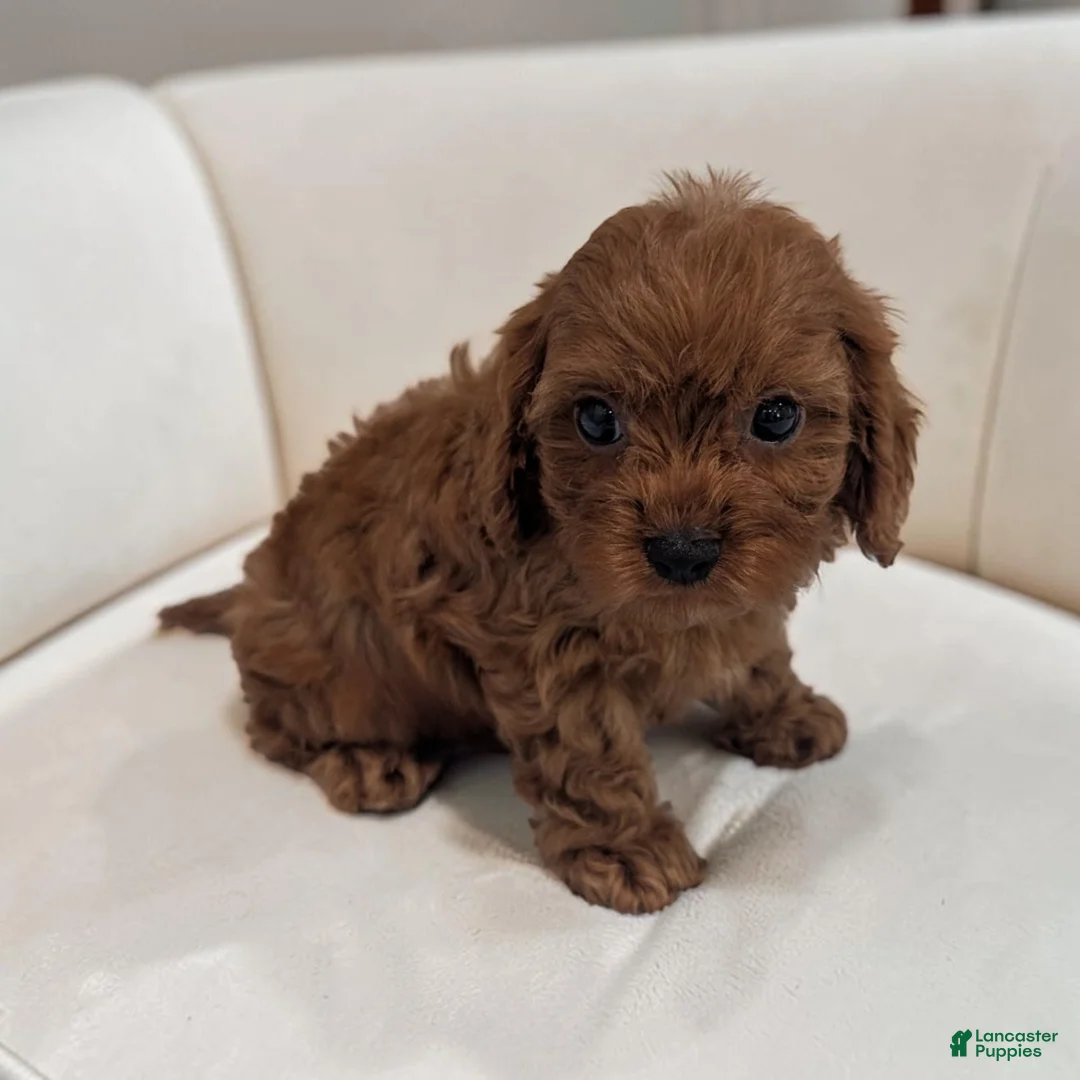 Cavapoo dogs for sale: Aero - Ad 1