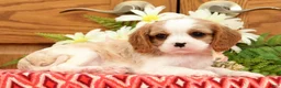 Cavalier King Charles Spaniel dogs for sale: Treasa - Ad 2