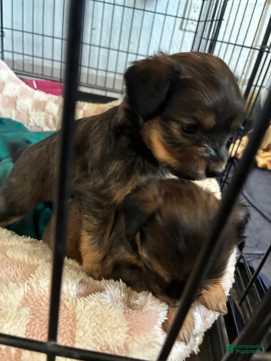 Yorkiepoo dogs for sale: Yorkiepoo 4 - Ad 2
